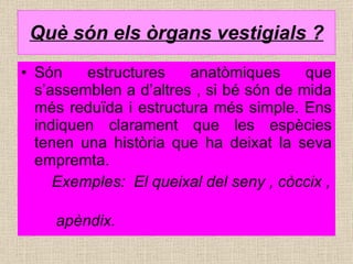 Què són els òrgans vestigials ? Són estructures anatòmiques que s’assemblen a d’altres , si bé són de mida més reduïda i estructura més simple. Ens indiquen clarament que les espècies tenen una història que ha deixat la seva empremta. Exemples:  El queixal del seny , còccix ,  apèndix. 