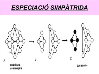 ESPECIACIÓ SIMPÀTRIDA 1. Aïllament  geogràfic 2. Diferenciació  genètica. 3. Aïllament   reproductiu 