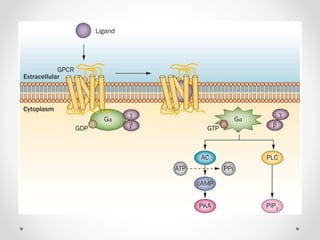 G protein coupled receptor | PPTX