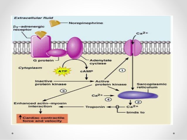 g protein coupled receptors