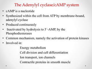 The Adenylyl cyclase/cAMP system
• cAMP is a nucleotide
• Synthesized within the cell from ATP by membrane-bound,
adenylyl cyclase
• Produced continuously
• Inactivated by hydrolysis to 5´-AMP, by the
Phosphodiesterases
• Common mechanism, namely the activation of protein kinases
• Involved in:
Energy metabolism
Cell division and cell differentiation
Ion transport, ion channels
Contractile proteins in smooth muscle
 
