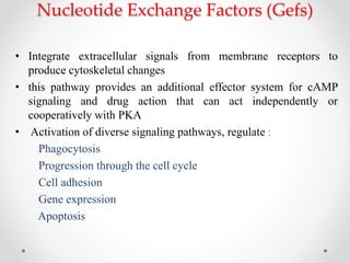 Nucleotide Exchange Factors (Gefs)
• Integrate extracellular signals from membrane receptors to
produce cytoskeletal changes
• this pathway provides an additional effector system for cAMP
signaling and drug action that can act independently or
cooperatively with PKA
• Activation of diverse signaling pathways, regulate :
Phagocytosis
Progression through the cell cycle
Cell adhesion
Gene expression
Apoptosis
 