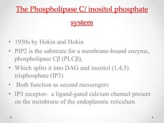 The Phospholipase C/ inositol phosphate
system
• 1950s by Hokin and Hokin
• PIP2 is the substrate for a membrane-bound enzyme,
phospholipase Cβ (PLCβ),
• Which splits it into DAG and inositol (1,4,5)
trisphosphate (IP3)
• Both function as second messengers
• IP3 receptor- a ligand-gated calcium channel present
on the membrane of the endoplasmic reticulum
 