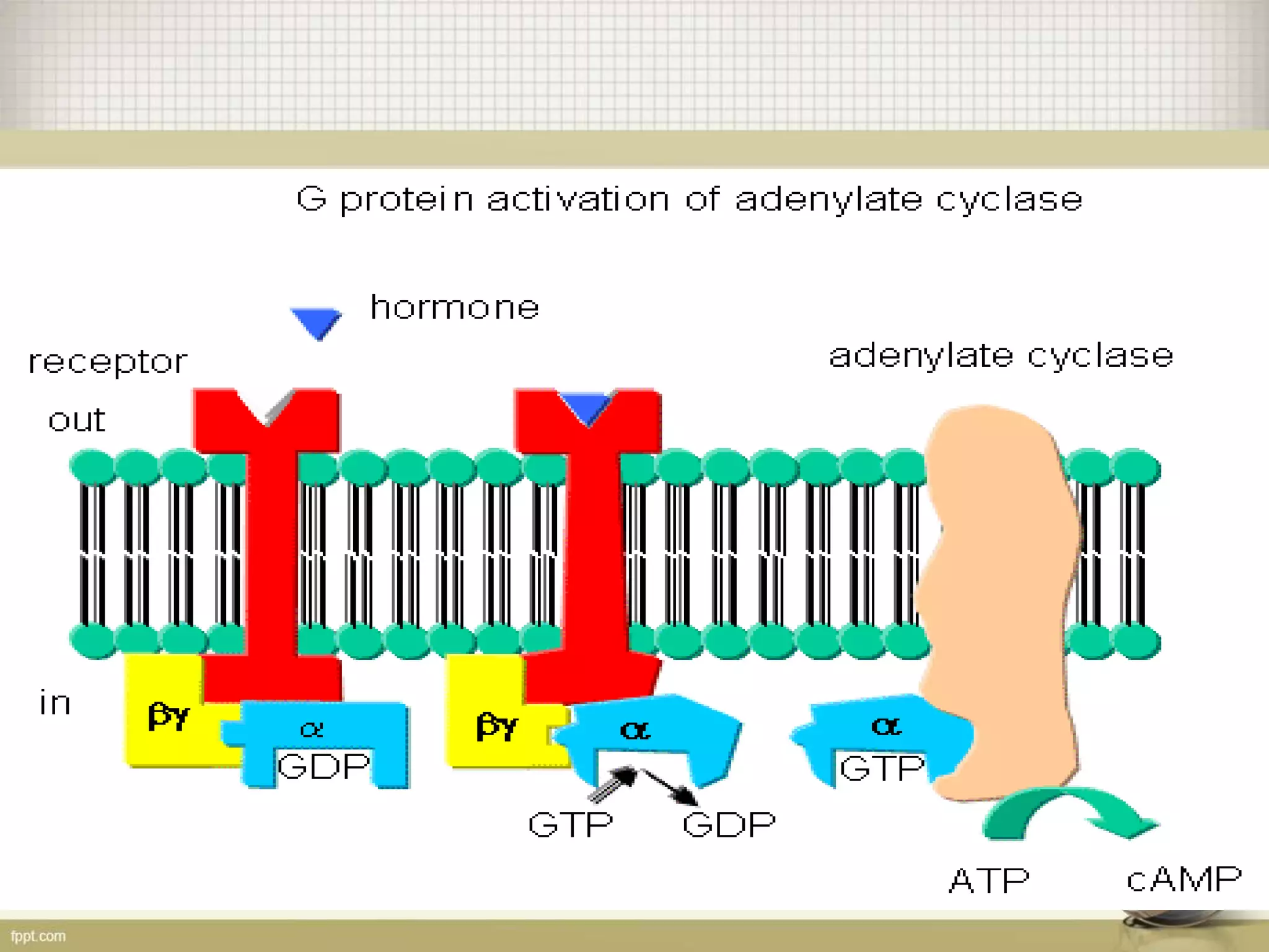 G protein coupled receptors and their Signaling Mechanism | PPTX