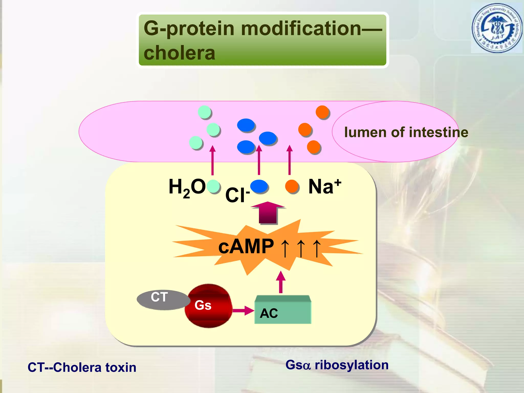 G protein coupled receptors and their Signaling Mechanism | PPTX