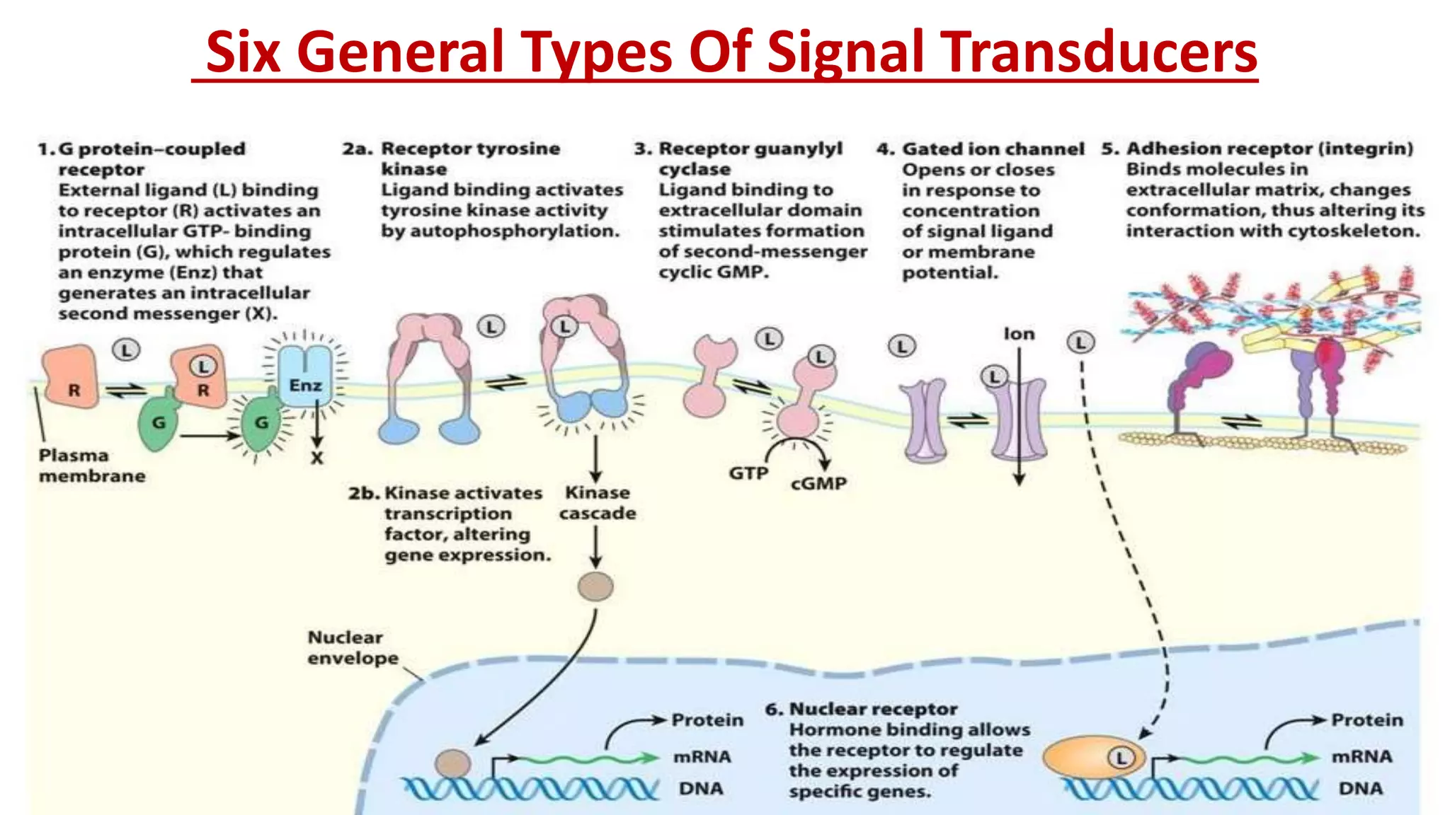 G protein coupled receptors (Type II Hormone Signaling) | PPT