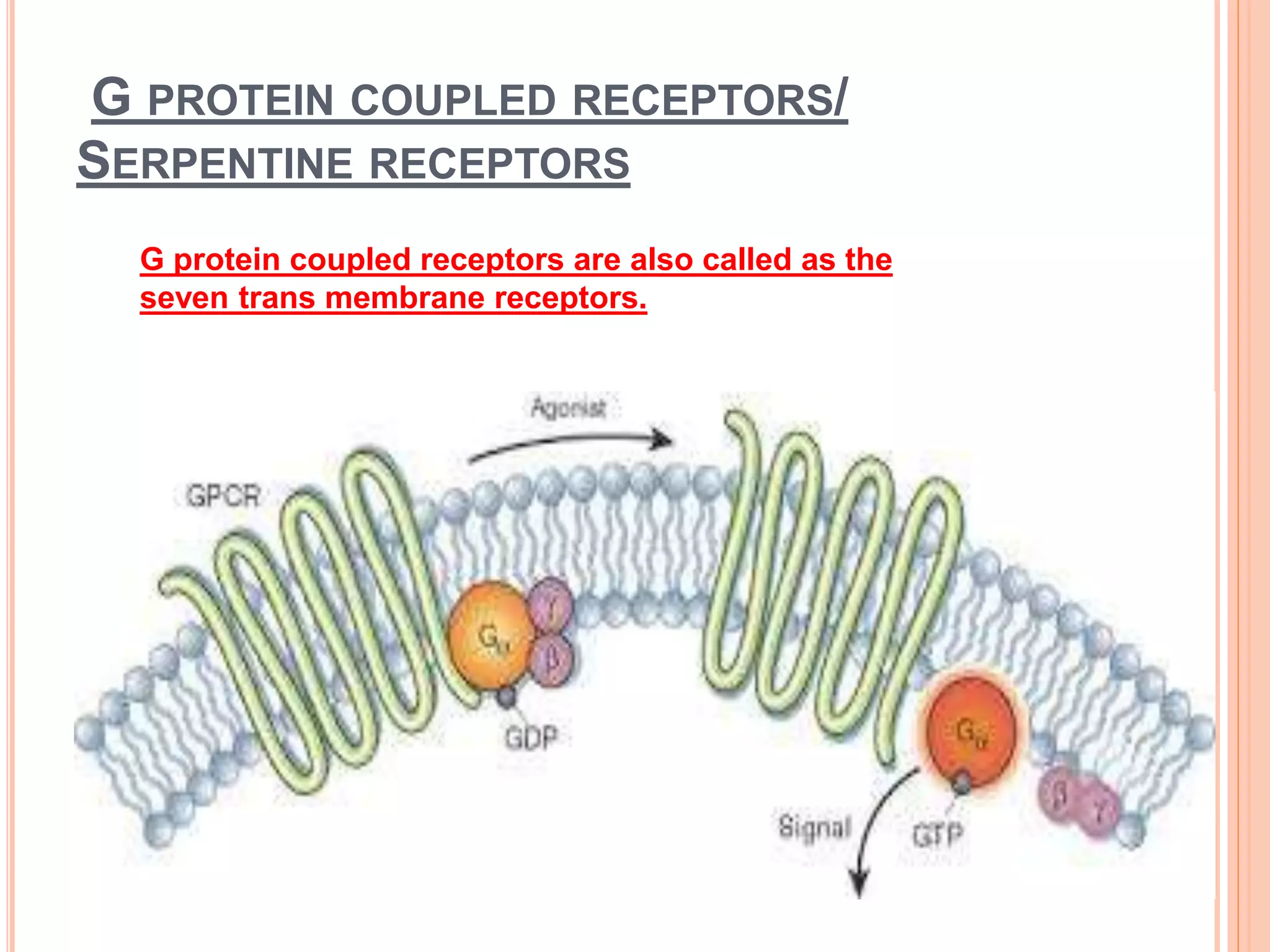 G protein coupled receptors copy | PPTX