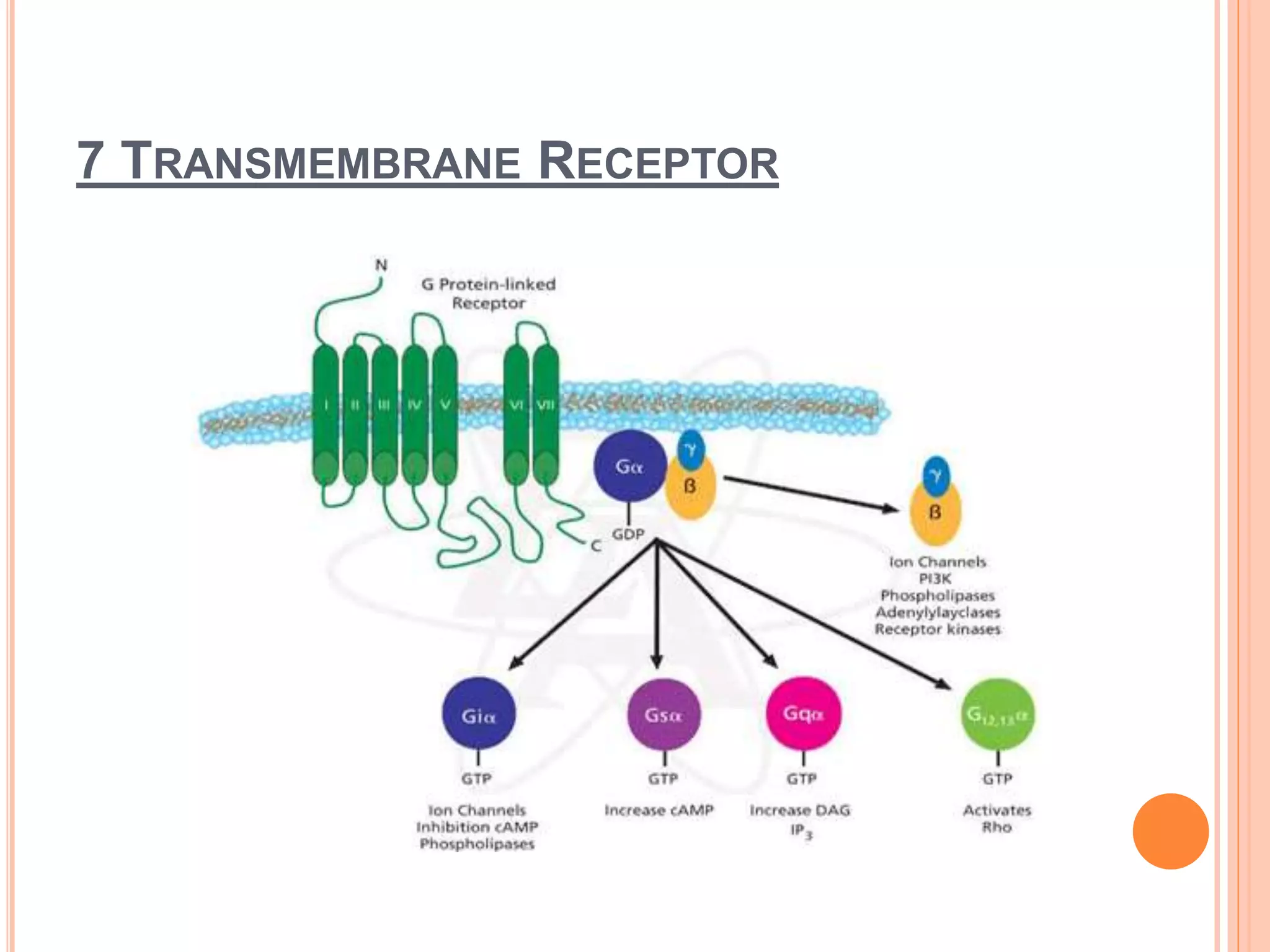 G protein coupled receptors | PPTX
