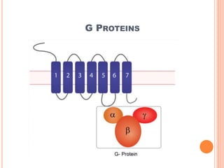 G protein coupled receptors | PPTX