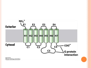 G protein coupled receptors | PPTX