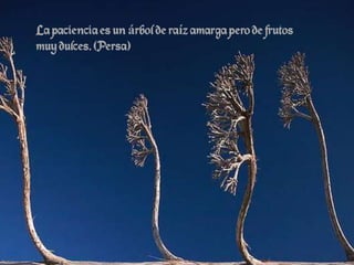La paciencia es un árbol de raíz amarga pero de frutos
muy dulces. (Persa)
 