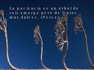 La paciencia es un árbol de raíz amarga pero de frutos muy dulces. (Persa) 