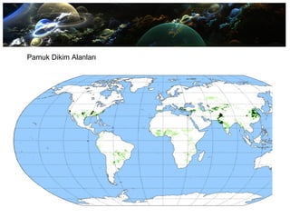 Pamuk Dikim Alanları
 