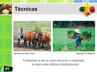 Técnicas
Trabalhar a terra com recurso a animais
e com com alfaias tradicionais
Agricultor em Dali, China. Agricultor na Tailândia.
 