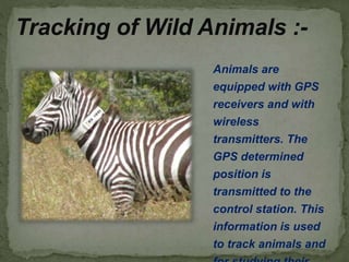 Tracking of Wild Animals :-
Animals are
equipped with GPS
receivers and with
wireless
transmitters. The
GPS determined
position is
transmitted to the
control station. This
information is used
to track animals and
 