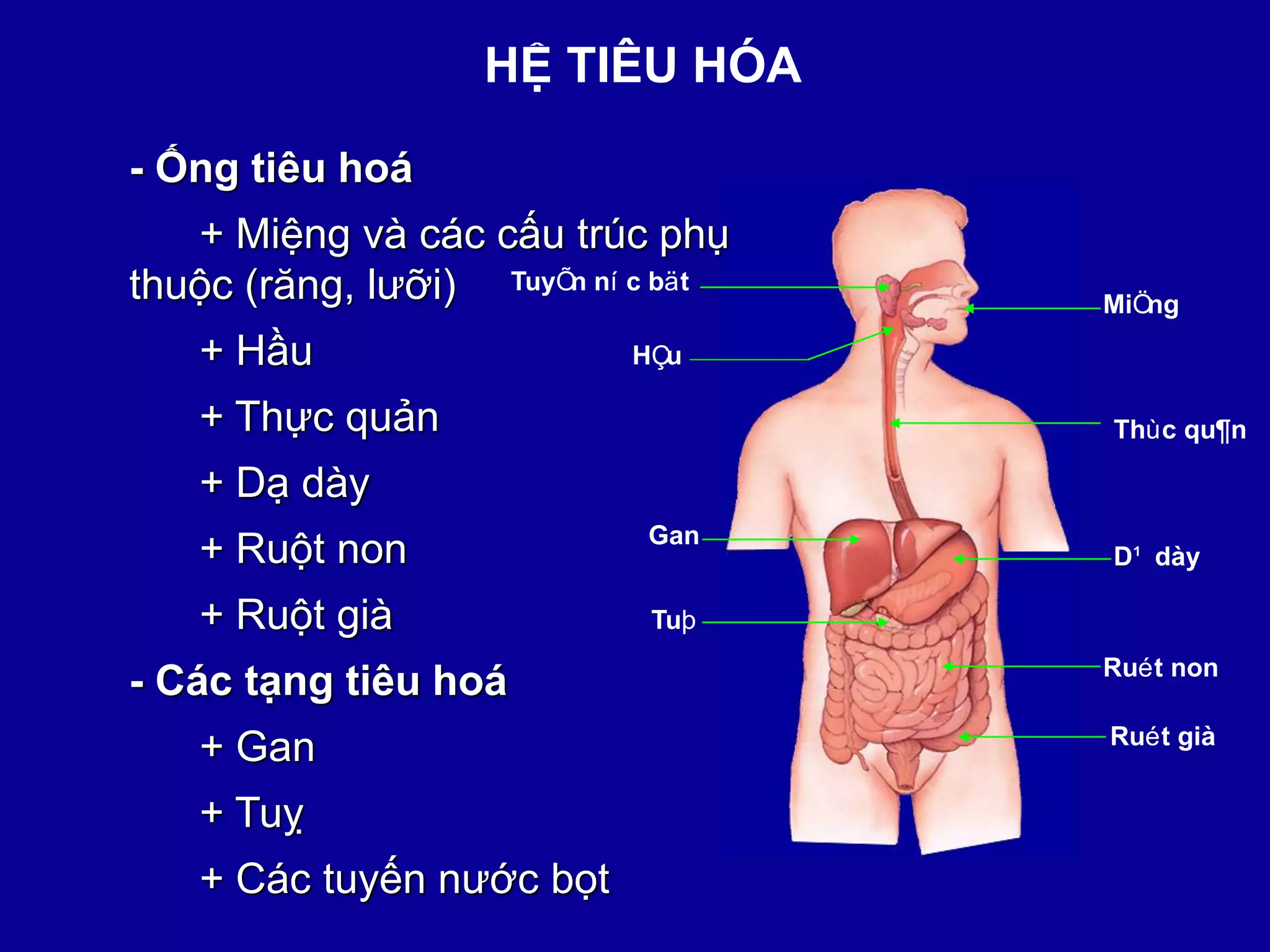MINH HỌA GIẢI PHẪU MIỆNG THỰC QUẢN VÀ DẠ DÀY