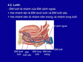 Tổng hợp Kiến thức y khoa về giải phẫu dạ dày chi tiết nhất