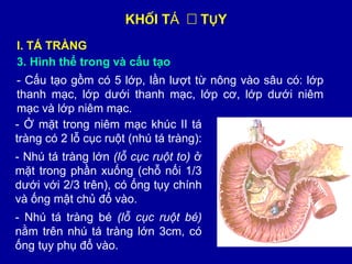 Hệ tiêu hóa gồm các cơ quan bộ phận nào trên cơ thể