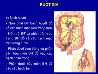 Chi tiết 66 về mô hình giải phẫu hệ tiêu hóa mới nhất  Tin học Đông Hòa