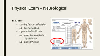 Physical Exam – Neurological
■ Motor
– L2 – hip flexion , adduction
– L3 – knee extension
– L4 – ankle dorsiflexion
– L5 – great toe dorsiflexion
hip abduction
– S1 – plantar flexion
 