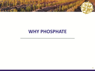 WHY PHOSPHATE




                18
 