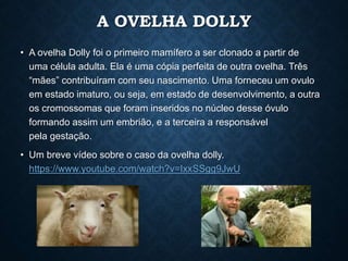 A OVELHA DOLLY
• A ovelha Dolly foi o primeiro mamífero a ser clonado a partir de
uma célula adulta. Ela é uma cópia perfeita de outra ovelha. Três
“mães” contribuíram com seu nascimento. Uma forneceu um ovulo
em estado imaturo, ou seja, em estado de desenvolvimento, a outra
os cromossomas que foram inseridos no núcleo desse óvulo
formando assim um embrião, e a terceira a responsável
pela gestação.
• Um breve vídeo sobre o caso da ovelha dolly.
https://www.youtube.com/watch?v=IxxSSgg9JwU
 