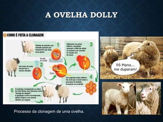 A OVELHA DOLLY
Processo da clonagem de uma ovelha.
 