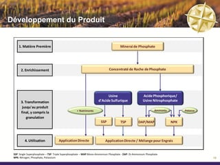 Développement du Produit


     1. Matière Première                                                             Minerai de Phosphate




      2. Enrichissement                                                     Concentraté de Roche de Phosphate




                                                                          Usine                        Acide Phosphorique/
      3. Transformation                                             d'Acide Sulfurique                 Usine Nitrophosphate
       jusqu'au produit
                                                   + Nutriments                                                 Ammonia         Potasse
      final, y compris la
          granulation
                                                                      SSP            TSP           DAP/MAP                NPK



         4. Utilisation             Application Directe                  Application Directe / Mélange pour Engrais


 SSP: Single Superphosphate – TSP: Triple Superphosphate – MAP:Mono-Ammonium Phosphate - DAP: Di-Ammonium Phosphate
 NPK: Nitrogen, Phosphate, Potassium                                                                                                      10
 