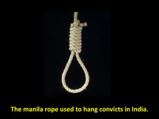 The manila rope used to hang convicts in India.
 