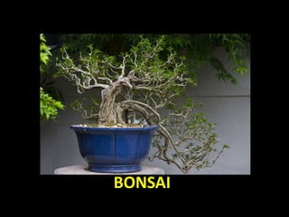 BONSAI
 