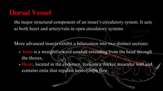 Aorta Insect Circulatory System in Plants and Animals.pdf