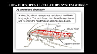 Circulatory System in Plants and Animals.pdf