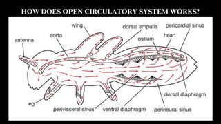 Circulatory System in Plants and Animals.pdf