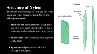 Xylem Features Circulatory System in Plants and Animals.pdf