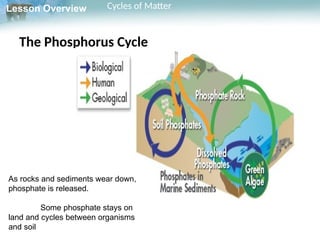 Matter Cycle Example Gr.10 Biology L.4.3 ppt Cycles Of Matter Biology Book | PPTX