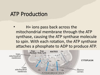 Gr.9 Biology L.10.2.ppt The Process of Cellular Respiration | PPTX