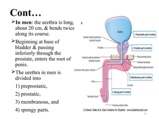 Comprehensive Approach to Acute Urinary Retention: Causes, Anatomy, and ...