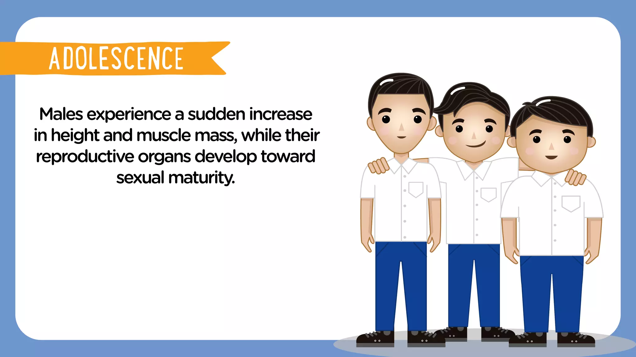Malesexperienceasuddenincrease
inheightandmusclemass,whiletheir
reproductiveorgansdeveloptoward
sexualmaturity.
ADOLESCENCE
ADOLESCENCE
 