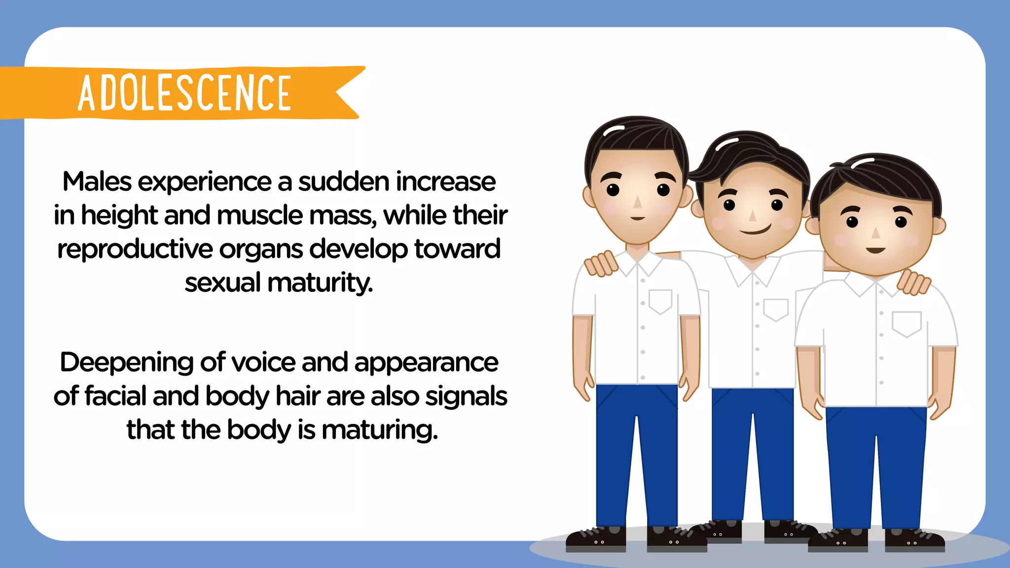 Malesexperienceasuddenincrease
inheightandmusclemass,whiletheir
reproductiveorgansdeveloptoward
sexualmaturity.
Deepeningofvoiceandappearance
offacialandbodyhairarealsosignals
thatthebodyismaturing.
ADOLESCENCE
ADOLESCENCE
 