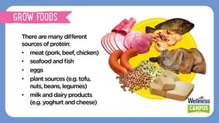 There are manydiﬀerent
sourcesofprotein:
•  meat(pork,beef,chicken)
•  seafoodandﬁsh
•  eggs
•  plantsources (e.g.tofu,
nuts,beans,legumes)
•  milk anddairyproducts
(e.g.yoghurt andcheese)
GROW FOODS
 