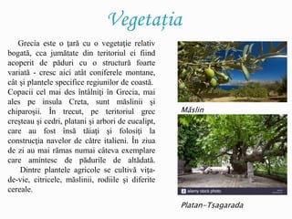 Vegetaţia
Grecia este o ţară cu o vegetaţie relativ
bogată, cca jumătate din teritoriul ei fiind
acoperit de păduri cu o structură foarte
variată - cresc aici atât coniferele montane,
cât şi plantele specifice regiunilor de coastă.
Copacii cel mai des întâlniţi în Grecia, mai
ales pe insula Creta, sunt măslinii şi
chiparoşii. În trecut, pe teritoriul grec
creşteau şi cedri, platani şi arbori de eucalipt,
care au fost însă tăiaţi şi folosiţi la
construcţia navelor de către italieni. În ziua
de zi au mai rămas numai câteva exemplare
care amintesc de pădurile de altădată.
Dintre plantele agricole se cultivă viţa-
de-vie, citricele, măslinii, rodiile şi diferite
cereale.
Măslin
Platan-Tsagarada
 