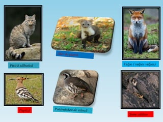 Pisică sălbatică Vulpe ( vulpes vulpes)
Pupăză
Șoim călător
 
