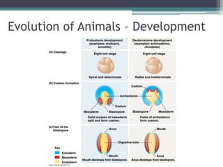 Evolutionary Biology.ppt