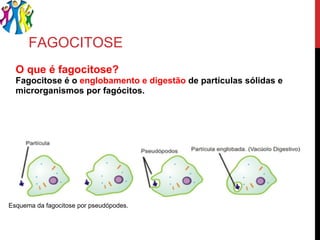 FAGOCITOSE  O que é fagocitose? Fagocitose é o  englobamento e digestão  de partículas sólidas e microrganismos por fagócitos. Esquema da fagocitose por pseudópodes. 