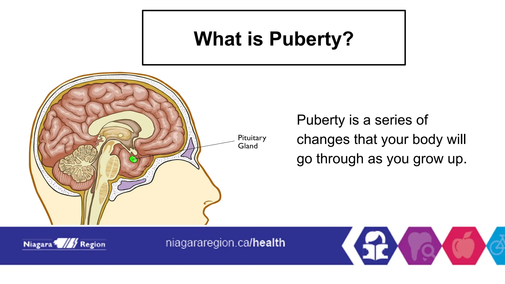 Presentation on Puberty, The meaning, The effects etc | PPTX