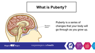 What is Puberty?
Puberty is a series of
changes that your body will
go through as you grow up.
 