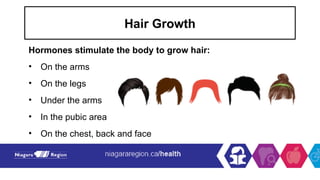 Hair Growth
Hormones stimulate the body to grow hair:
• On the arms
• On the legs
• Under the arms
• In the pubic area
• On the chest, back and face
 