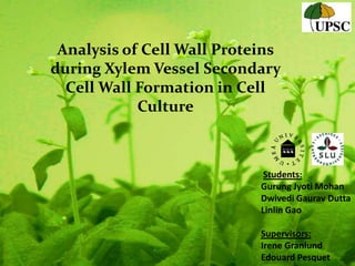 Analysis of Cell Wall Proteins
during Xylem Vessel Secondary
  Cell Wall Formation in Cell
            Culture



                             Students:
                            Gurung Jyoti Mohan
                            Dwivedi Gaurav Dutta
                            Linlin Gao

                            Supervisors:
                            Irene Granlund
                            Edouard Pesquet
 