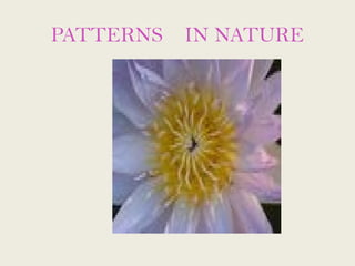 PATTERNS IN NATURE
 