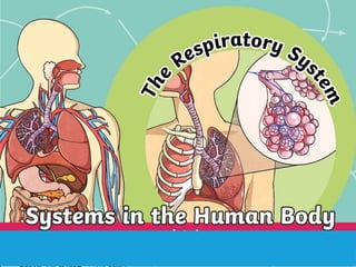 respiratory system in the human body for grade 6 cambridge | PPTX